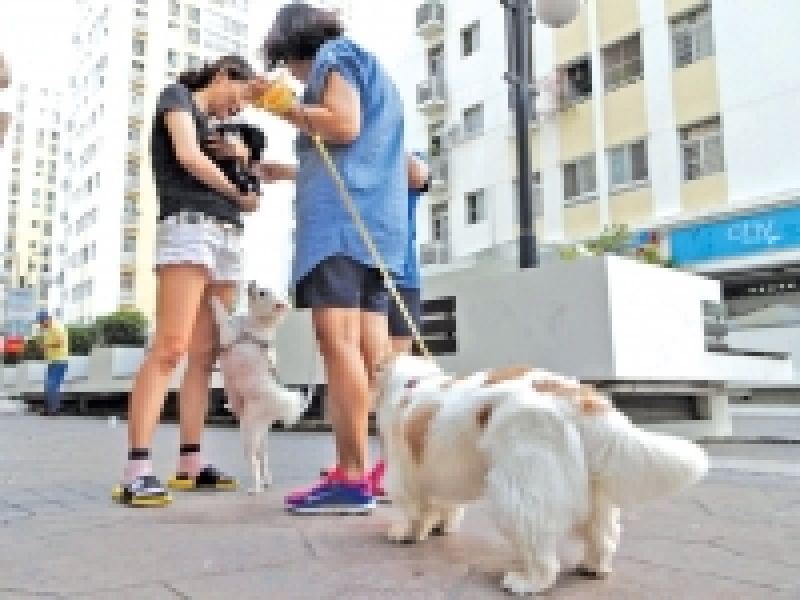 Chó, mèo, gà, trăn... kéo nhau lên chung cư